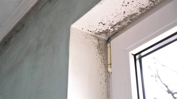 Best Certified Mold Removal  in Reidsville, NC