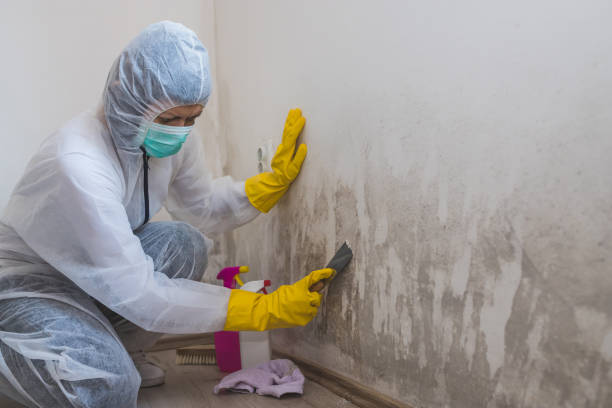 Trusted Reidsville, NC Mold Removal Experts