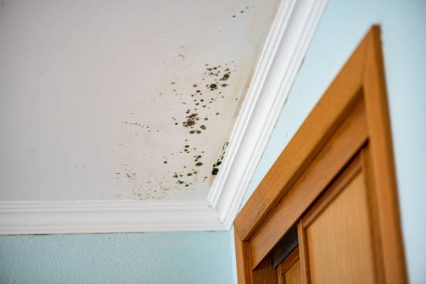 Best Water Damage Restoration  in Reidsville, NC