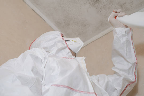 Best Toxic Mold Removal  in Reidsville, NC