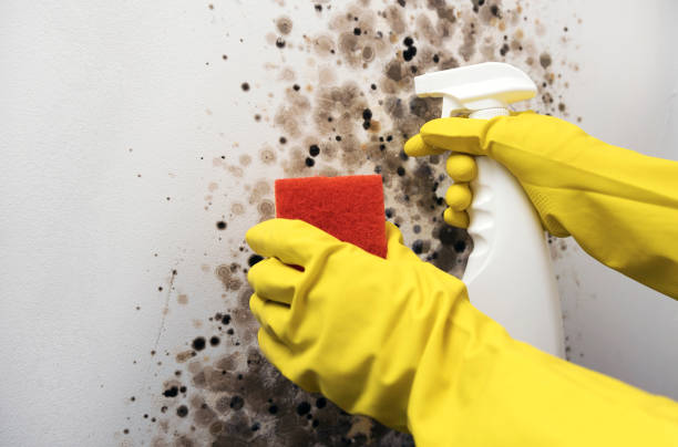 Home Mold Removal in Reidsville, NC