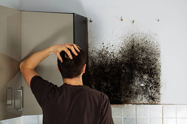 Best Mold Testing and Removal  in Reidsville, NC