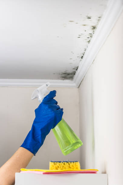Best Black Mold Removal  in Reidsville, NC